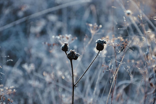 Foto close-up van droge planten in de winter