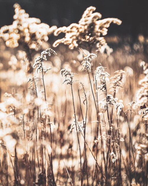 Foto close-up van droge planten op het veld