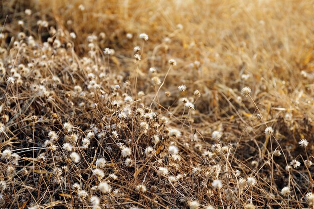 Close-up van droge planten op het veld