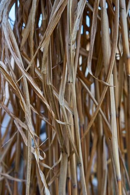 Foto close-up van droge planten