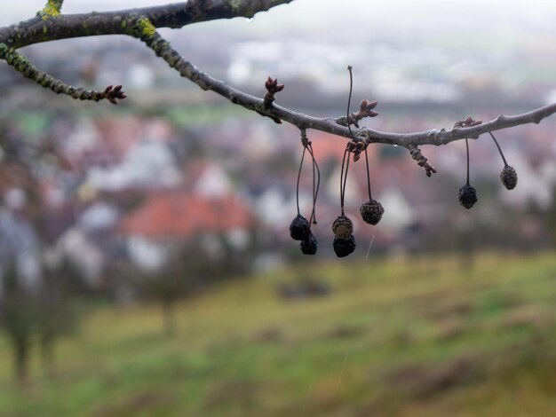 Foto close-up van droge schimmelige kersen op een boom