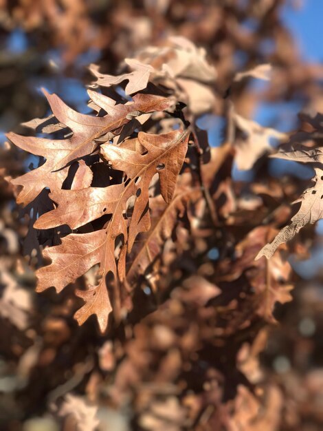 Foto close-up van droog esdoornblad in de herfst