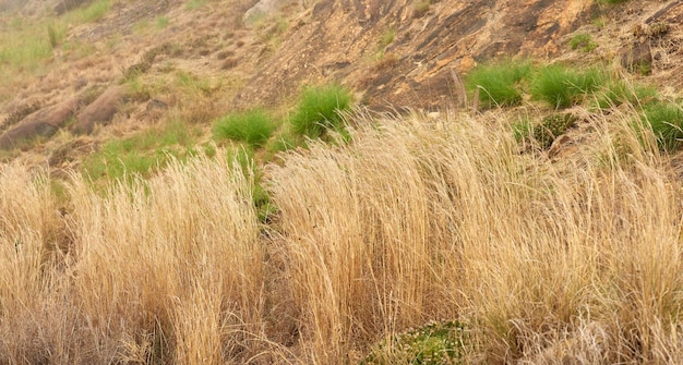 Close-up van droog Fynbos dat groeit op Lions Head in Kaapstad Beschadigd door een wildvuur op een berglandschap Achtergrond van overleefde groene struiken planten en gras dat buiten groeit in het wilde natuurbos