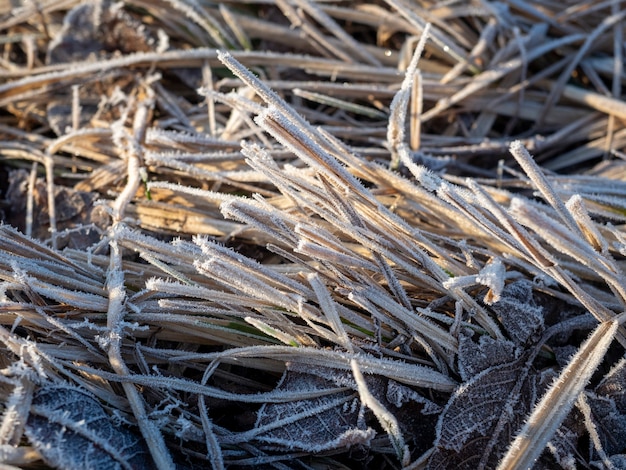 Close-up van droog gras in een lenteveld bedekt met vorst. Ochtend, hooi, achtergrond, vorst