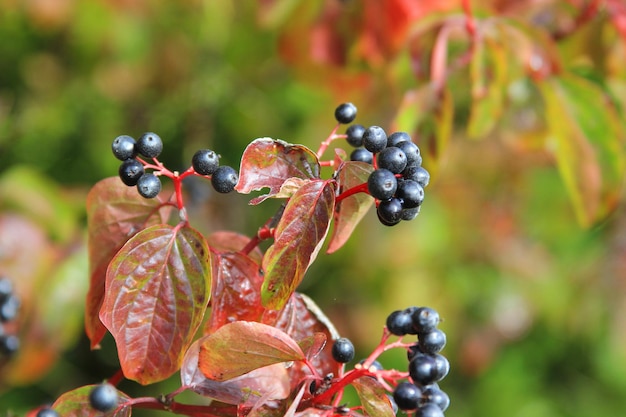 Foto close-up van druiven die op de plant groeien