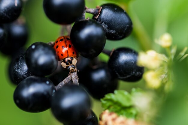 Foto close-up van druiven