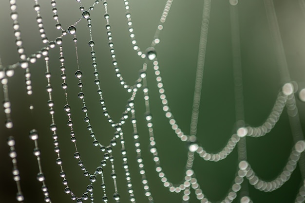 Close-up van druppels ochtenddauw op een spinnenweb in de vroege ochtendzon, natuurlijke abstracte achtergrond.