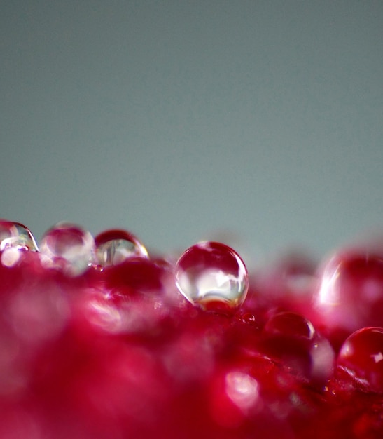 Close-up van druppels op een roos