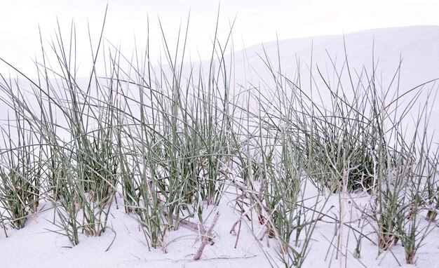 close-up van duingras op wit zand