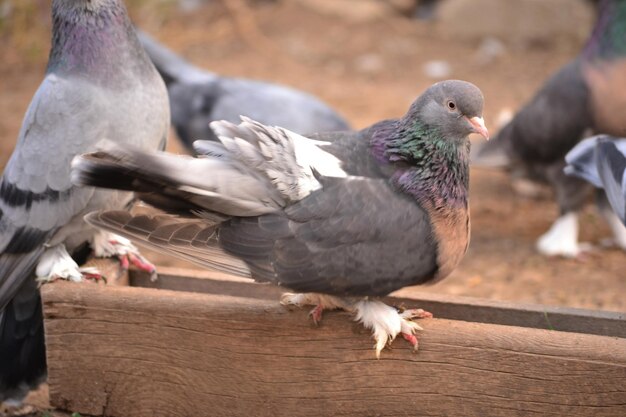 Foto close-up van duiven die op hout zitten