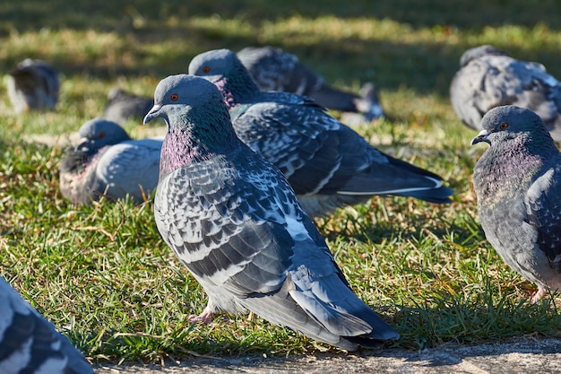 Foto close-up van duiven op het gazon van het stadsplein