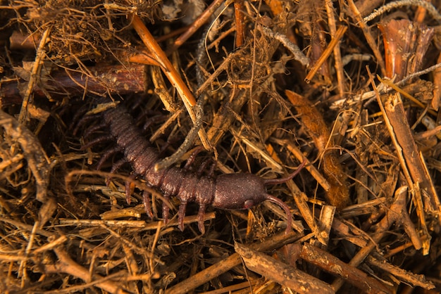 Close-up van duizendpoot op de grond