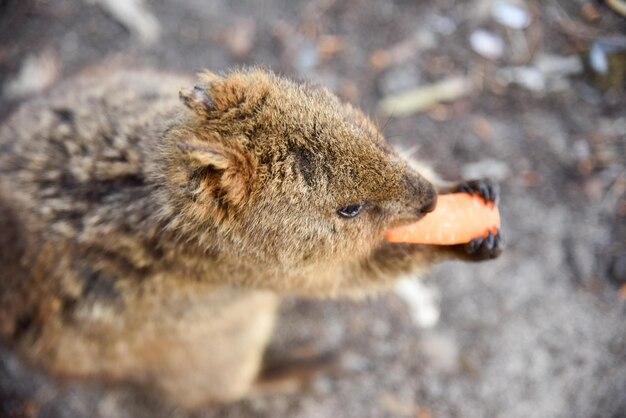 Foto close-up van eekhoorn eten