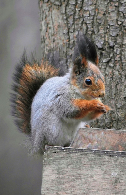 Foto close-up van eekhoorn op boomstam