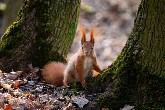 Foto close-up van eekhoorn op boomstam