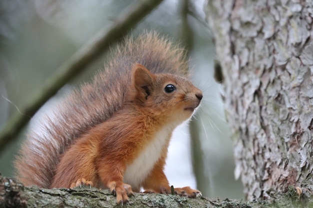 Close-up van eekhoorn op boomstam