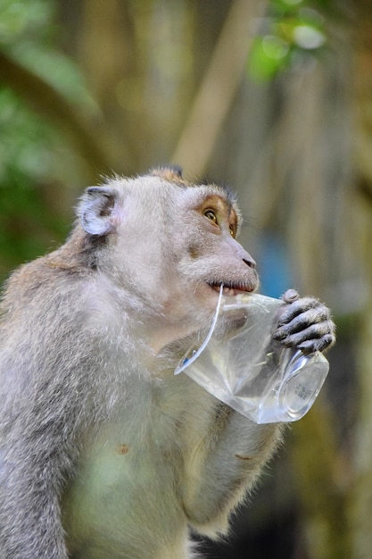 Close-up van een aap die in een dierentuin een drinkglas bijt