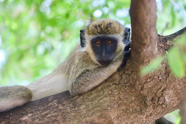 Close-up van een aap die op een boom zit
