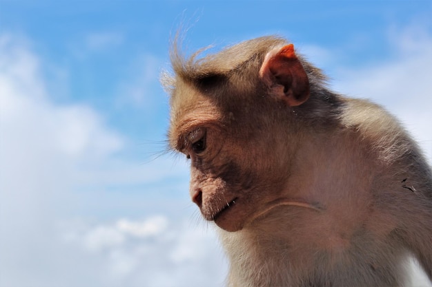 Close-up van een aap die wegkijkt tegen de lucht