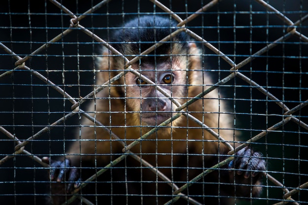 Close-up van een aap in een kooi