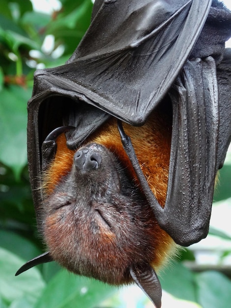 Foto close-up van een aap op een boom