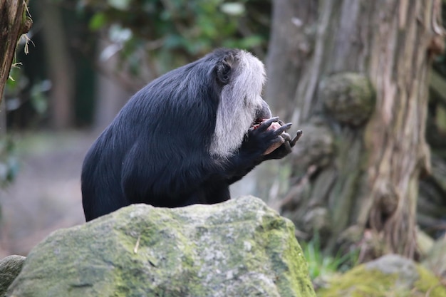 Foto close-up van een aap op een rots