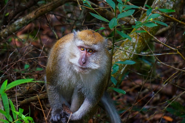 Foto close-up van een aap op het veld