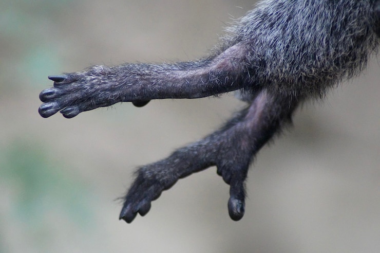 Foto close-up van een aap