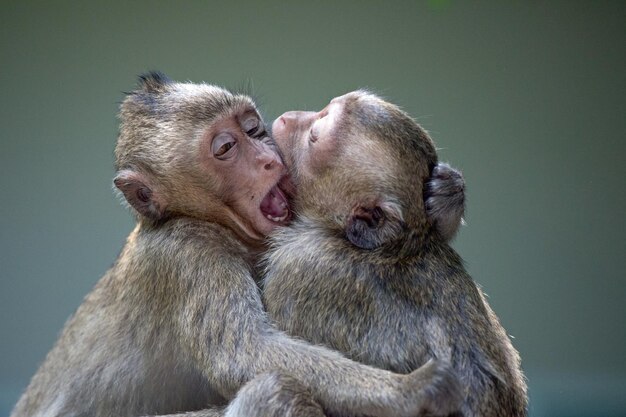 Foto close-up van een aap