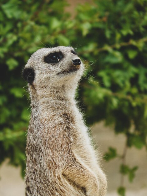 Foto close-up van een aap