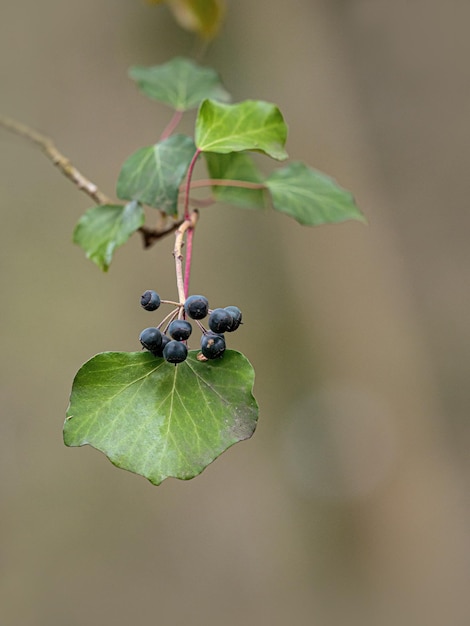 Foto close-up van een aardbeienplant