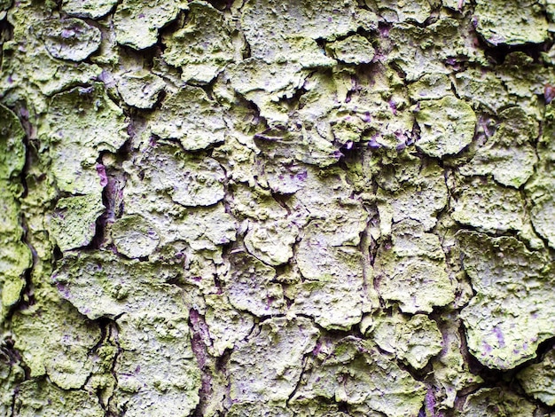 Close-up van een achtergrond gemaakt van dennenschors