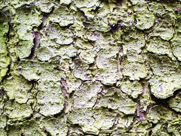 Close-up van een achtergrond gemaakt van dennenschors