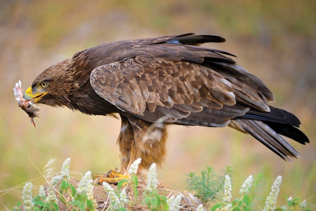 Close-up van een adelaar die eet