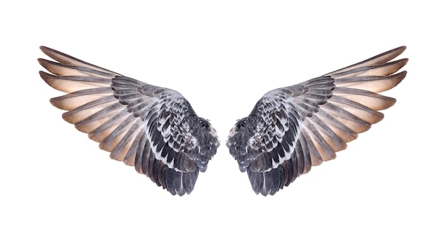 Foto close-up van een adelaar die over een witte achtergrond vliegt