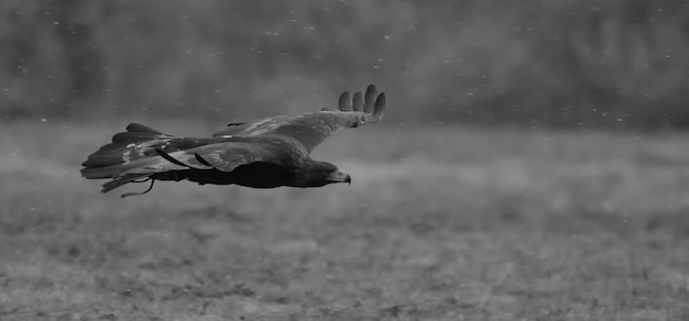 Foto close-up van een adelaar die over water vliegt