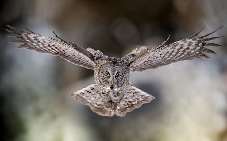 Foto close-up van een adelaar die vliegt