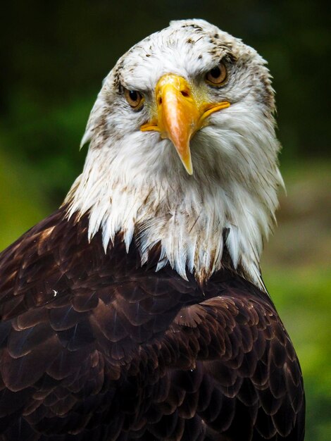 Foto close-up van een adelaar tegen een wazige achtergrond