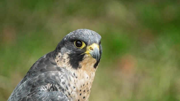 Foto close-up van een adelaar tegen een wazige achtergrond