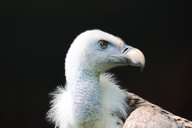 Close-up van een adelaar tegen een zwarte achtergrond