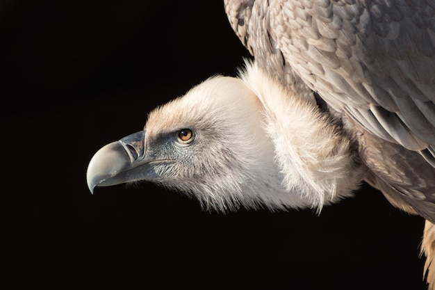 Close-up van een adelaar tegen een zwarte achtergrond