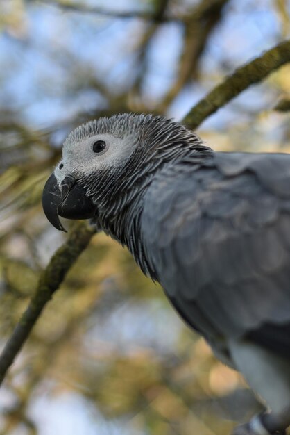 Foto close-up van een adelaar