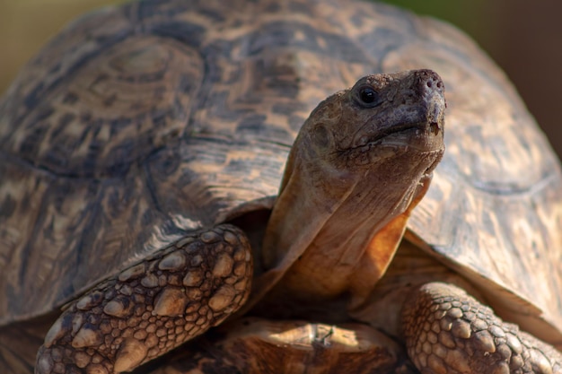 Close up van een Afrikaanse schattige schildpad op de wazige achtergrond