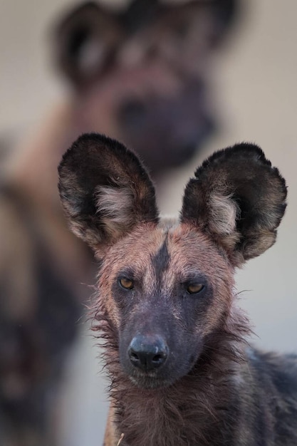 Close-up van een Afrikaanse wilde hond lycaonpictus met een bloedig gezicht en andere leden van de roedel op de achtergrond in M