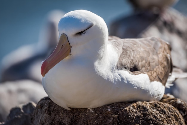 Close-up van een albatros die zich op een rots ontspant