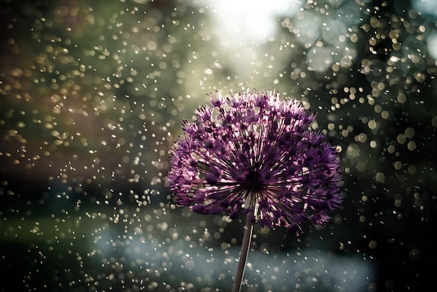 Close-up van een Alium Gigantium Flower Head-structuur met waterdruppels