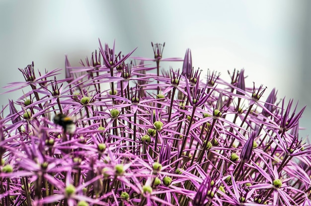 Foto close-up van een allium bloem bezocht door een bij