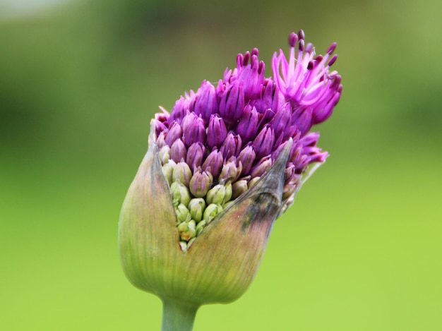 Close-up van een alliumbloem