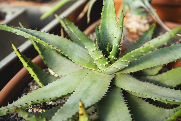 Close-up van een aloë vera plant. Lange stekelige groene bladeren van een scharlaken plant.