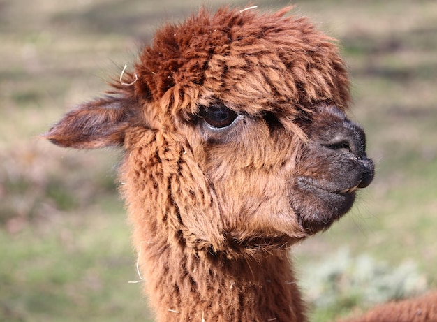 Foto close-up van een alpaca op het veld